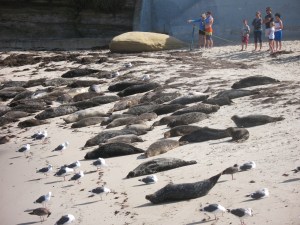 The La Jolla seals