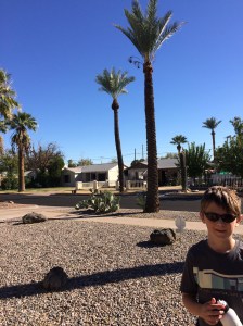 Palm trees, of course, are not native to Arizona.  Couple that with the ubiquitous landscaping rocks, and it makes for pretty weird scenery.