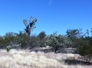 Laurel took this picture of Joshua trees through the car window on the way from Phoenix to Las Vegas.