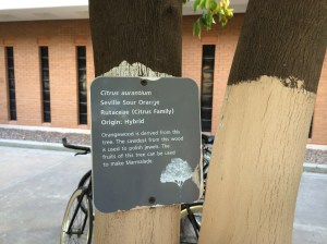 There are orange trees and olive trees on the campus.  I looked up why the trunks of the orange trees are painted and found this: Peeling bark on branches is usually a sign of sunburn. Painting the branches with white latex-based paint may prevent further damage.