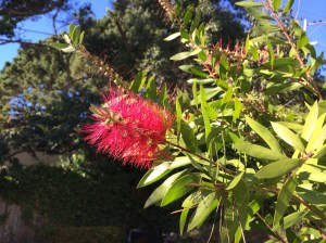 The bottlebrush bush right outside our door