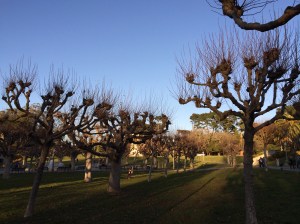 Does anyone know what kinds of trees these are in Golden Gate Park?