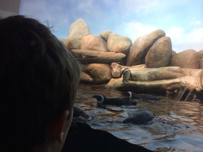 The African Penguins!