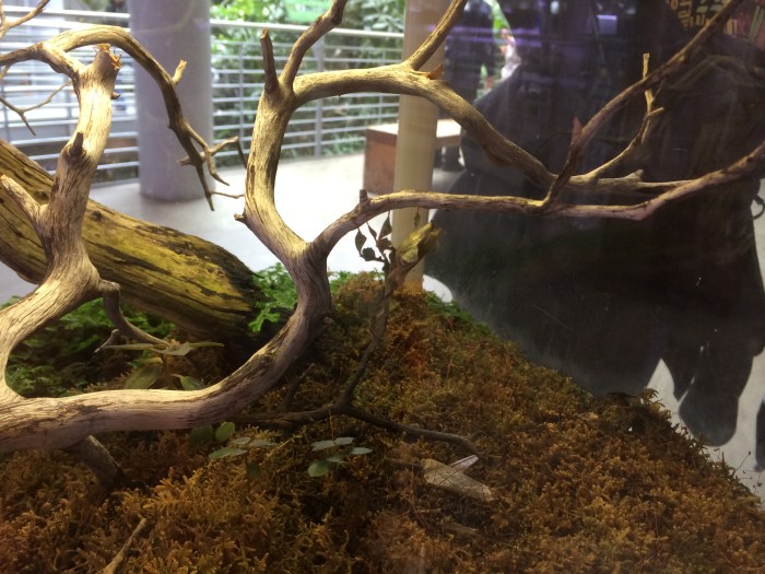 A ghost praying mantis - It's actually that thing that looks like a leaf hanging off the branch.