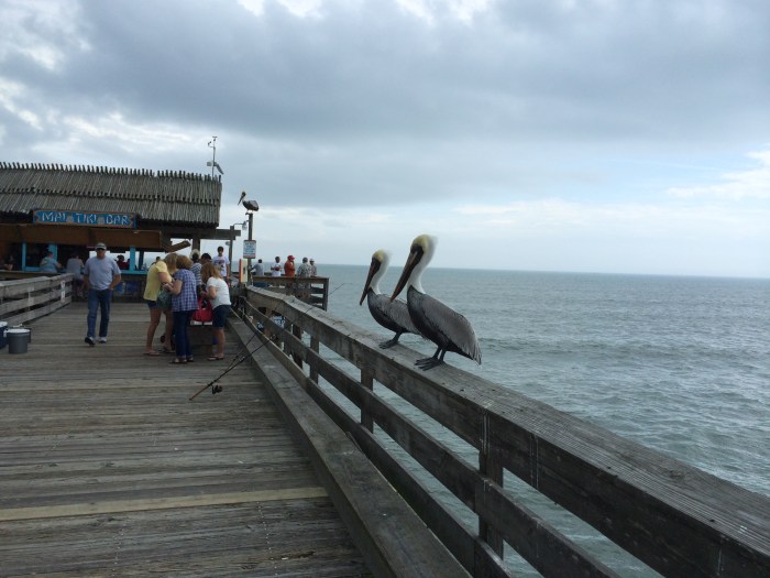 Pelicans on the pier