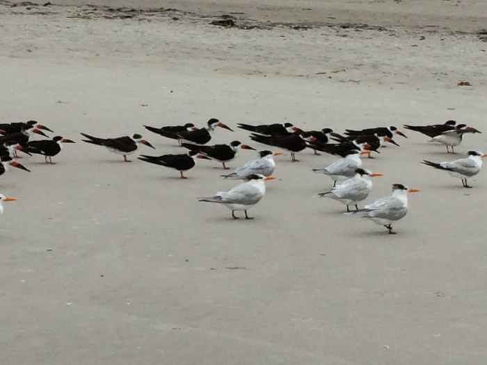 The white ones are royal terns.  Not sure about the black ones.