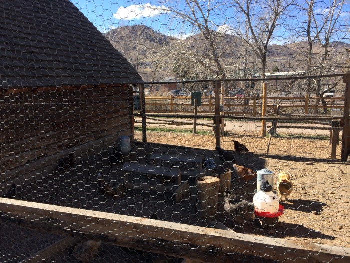 Late-1800's cabins, outhouses, and chicken coops from an area 15 miles west of Golden were taken down and rebuilt along Clear Creek.  There are a variety of chicken breeds kept here.  It's so fun to watch them.  It made us miss our backyard hens.