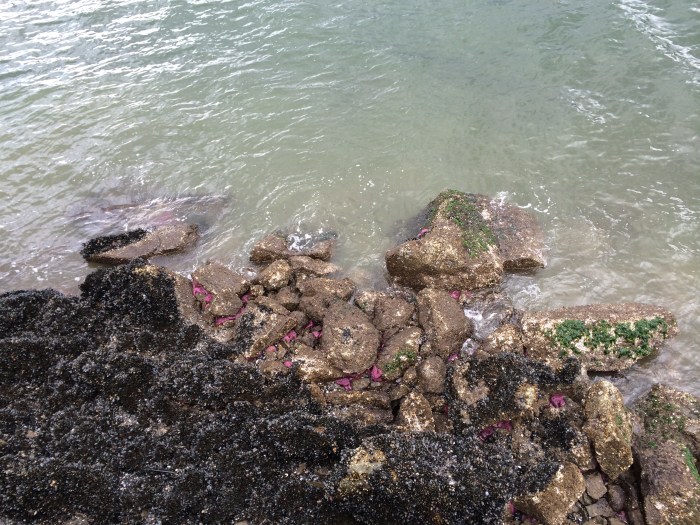 Sea Stars on the under-side of the rocks