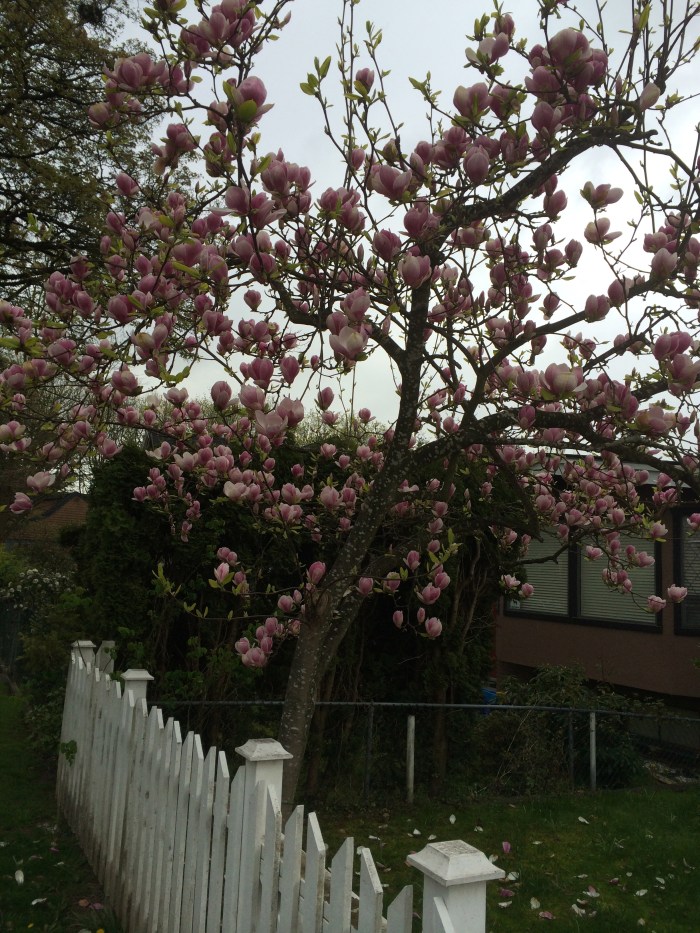 There are so many beautiful flowering trees in Vancouver.  This one is a couple blocks from our house.