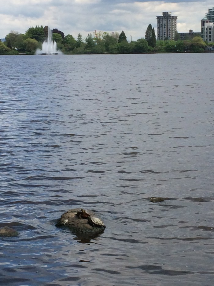 Turtles in Lost Lagoon