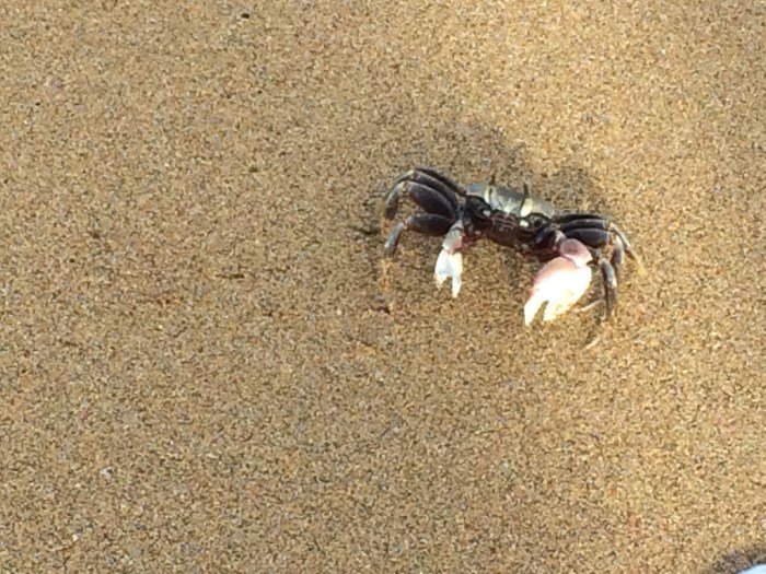 We also saw some large turtles swimming near shore, but I couldn't take a picture fast enough.