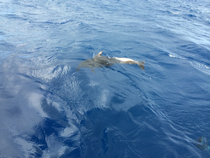Charlie was thrilled to see a number of dolphins swim near our boat.