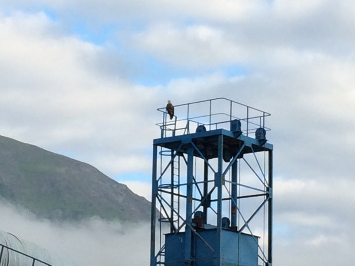 a young bald eagle - Seward