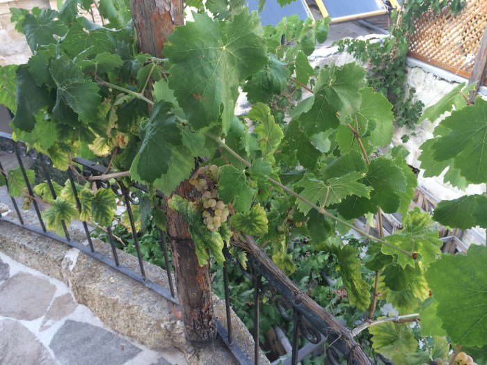 These grapes are growing on the hotel property and are served with breakfast.