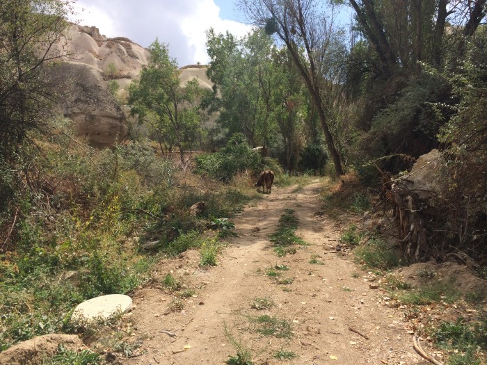 There were a few stray cows (who looked like they desperately needed to be milked) on our walk yesterday.