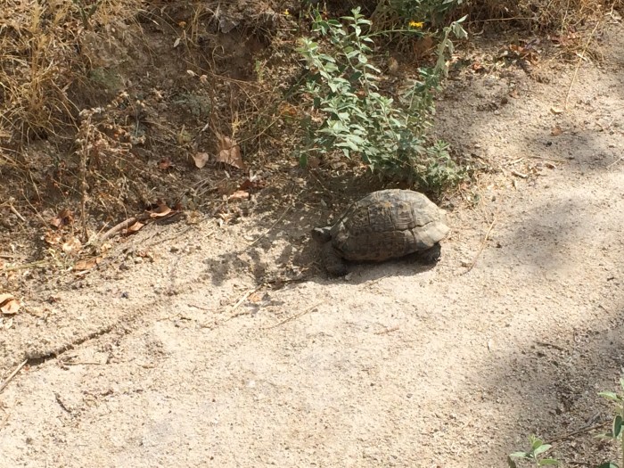 We saw several small tortoises on our hikes.