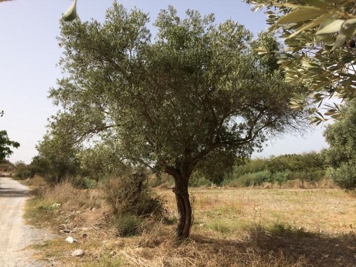 We walked along a row of olive trees which can live for over a thousand years.  Olives and olive oil were so integral to the Greeks' and Romans' lives that damaging a tree was punishable by death, according to Tuğrul.